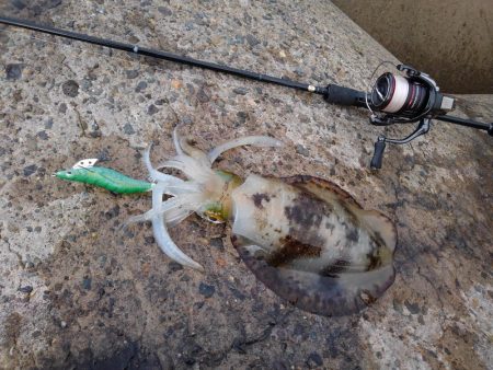 モエモエグリーンに萌え萌え